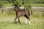 filly