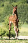 brown wamblood foal