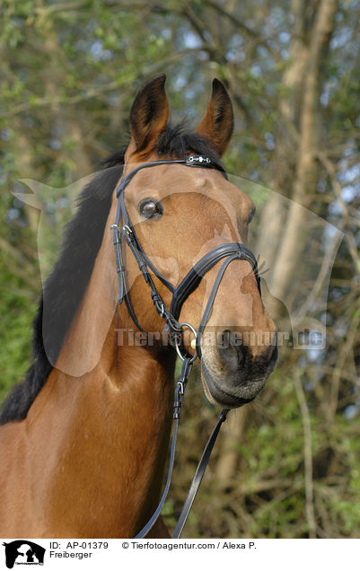 Freiberger / Freiberger / AP-01379