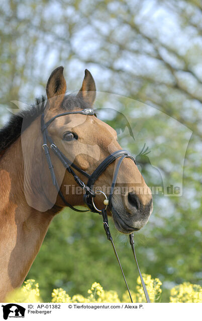 Freiberger / Freiberger / AP-01382
