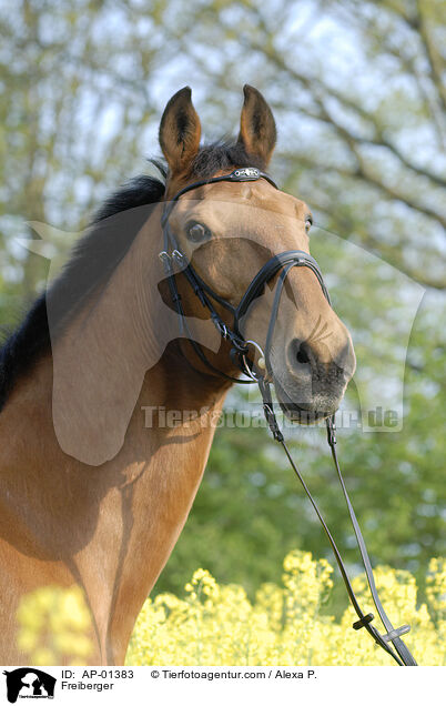 Freiberger / Freiberger / AP-01383