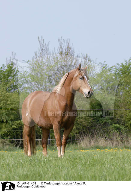 Freiberger Kaltblut / Freiberger Coldblood / AP-01404