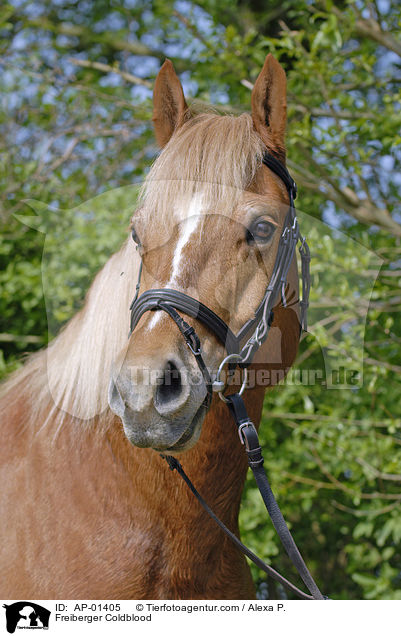 Freiberger Kaltblut / Freiberger Coldblood / AP-01405