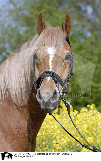 Freiberger Kaltblut / Freiberger Kaltblut / AP-01407