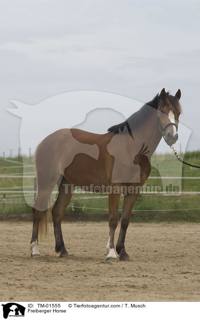 Freiberger / Freiberger Horse / TM-01555