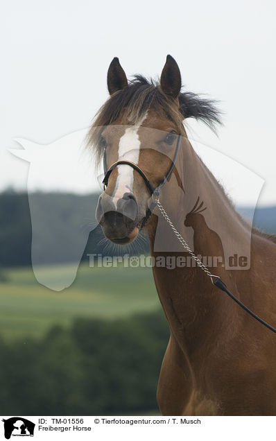 Freiberger / Freiberger Horse / TM-01556