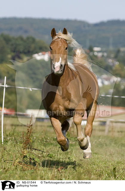 galoppierender Freiberger / galloping horse / NS-01544