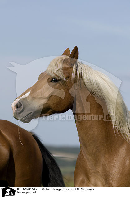 Freiberger Portrait / horse portrait / NS-01549