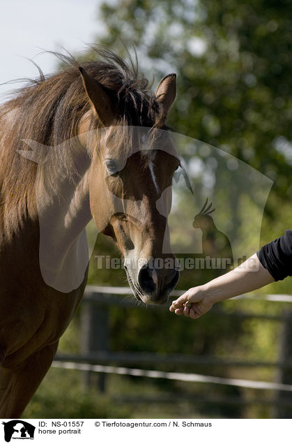 Freiberger Portrait / horse portrait / NS-01557