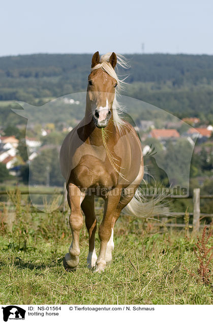 trabender Freiberger / trotting horse / NS-01564