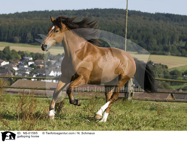 galoppierender Freiberger / galloping horse / NS-01565