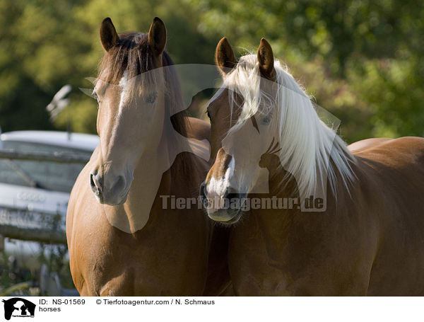 Freiberger / horses / NS-01569