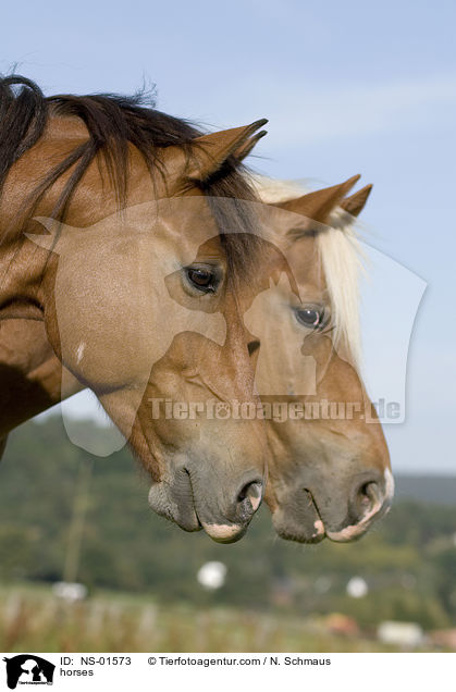 Freiberger / horses / NS-01573