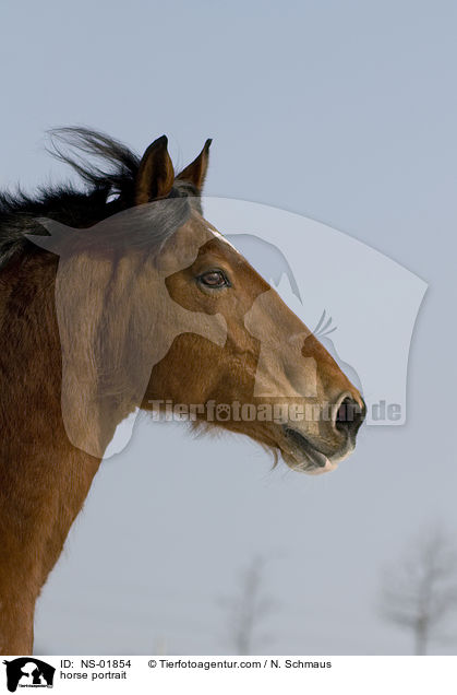 Freiberger Portrait / horse portrait / NS-01854