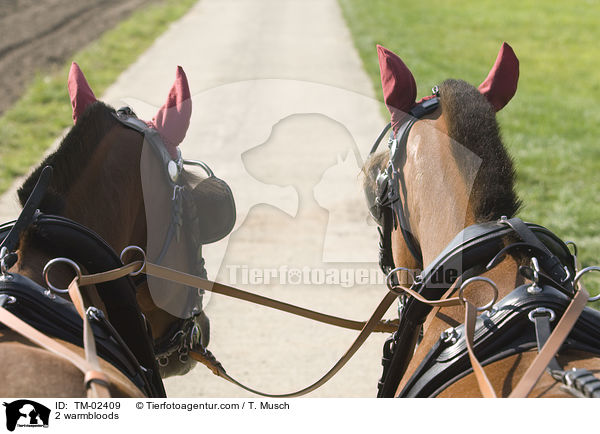 2 warmbloods / TM-02409
