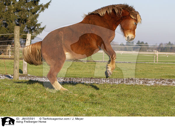 steigender Freiberger / rising Freiberger Horse / JM-05591