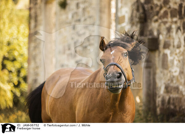 Freiberger / Freiberger horse / JAM-06752
