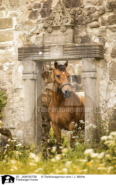 Freiberger / Freiberger horse / JAM-06758