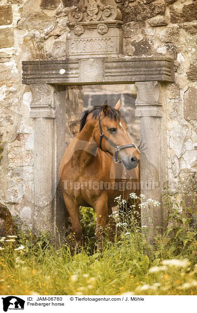 Freiberger / Freiberger horse / JAM-06760