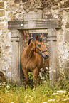 Freiberger horse
