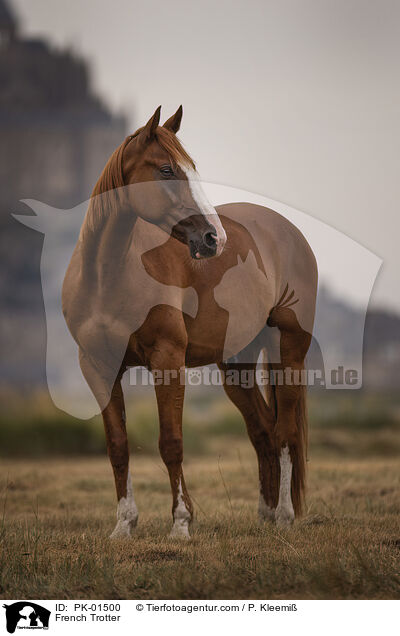French Trotter / PK-01500