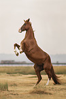 French Trotter
