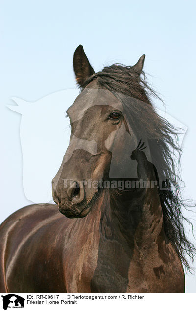 Friesian Horse Portrait / RR-00617