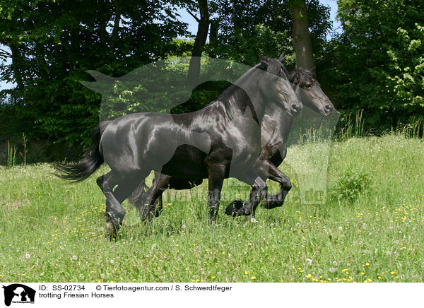 Friesen im Trab auf der Weide / trotting Friesian Horses / SS-02734