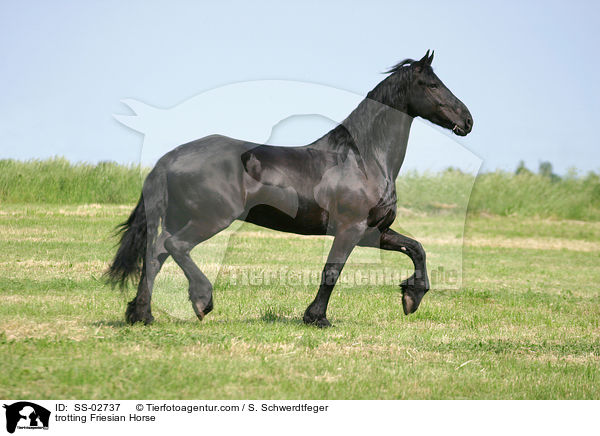 Friese im Trab auf der Weide / trotting Friesian Horse / SS-02737