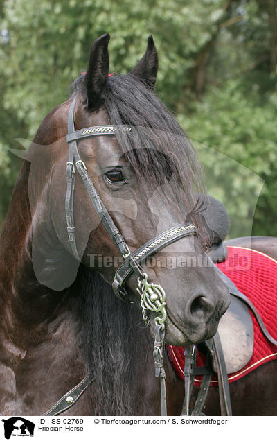 Friese mit Showschmuck / Friesian Horse / SS-02769