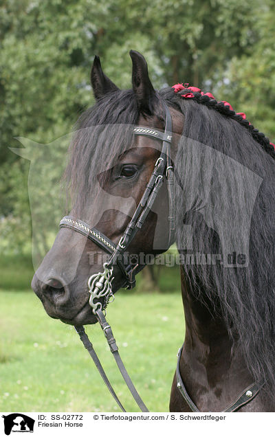 Friese mit Showschmuck / Friesian Horse / SS-02772