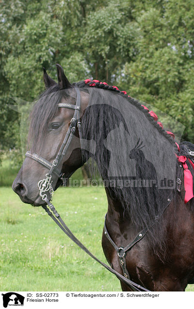 Friese mit Showschmuck / Friesian Horse / SS-02773