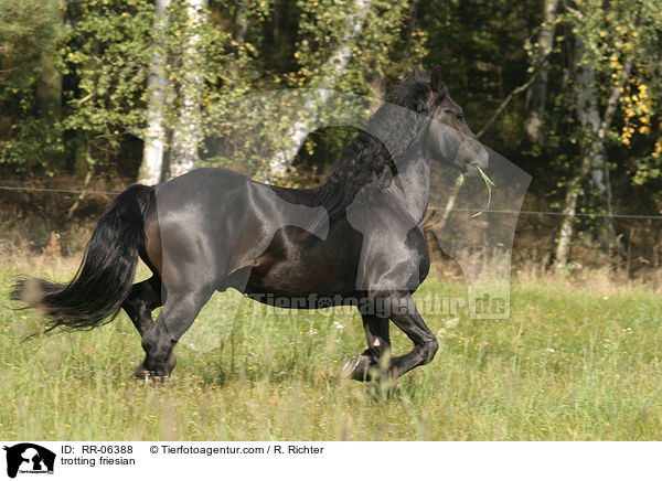 trabender friese / trotting friesian / RR-06388