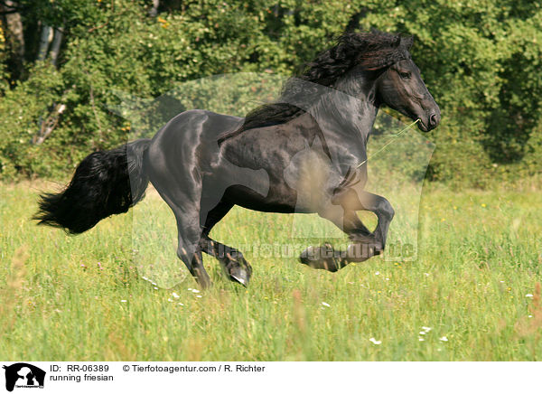 rennender friese / running friesian / RR-06389