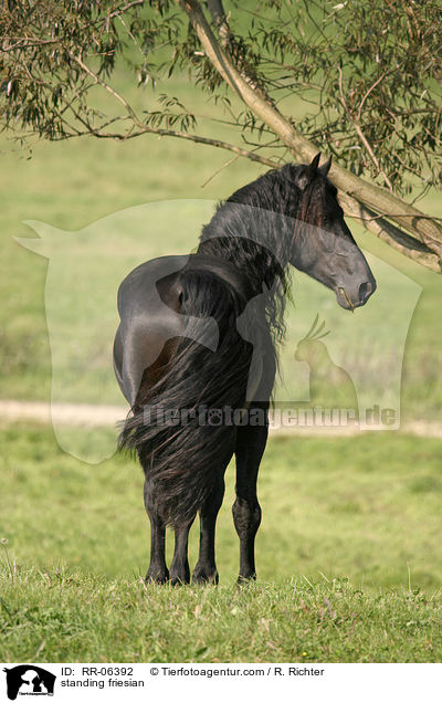 stehender Friese / standing friesian / RR-06392