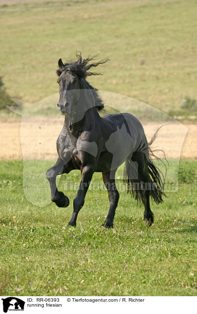 galoppierender Friese / running friesian / RR-06393
