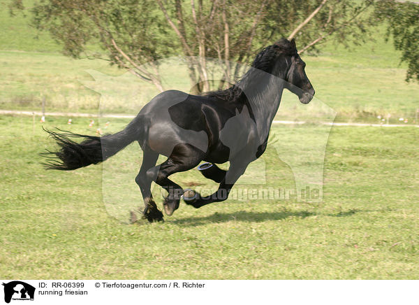 rennender friese / running friesian / RR-06399
