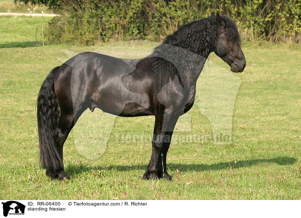 stehender Friese / standing friesian / RR-06400