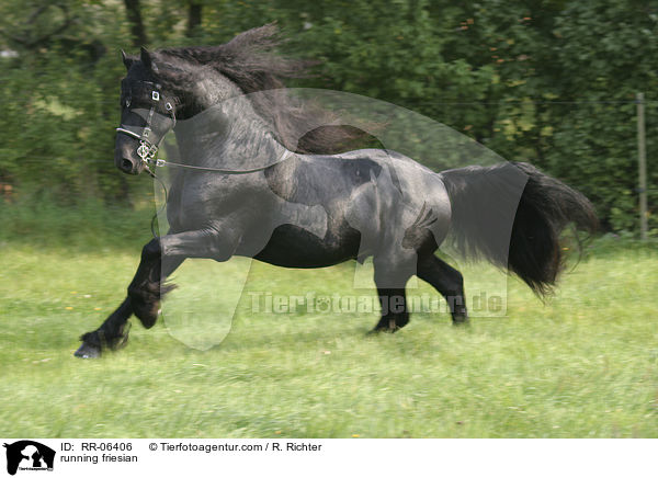rennender friese / running friesian / RR-06406