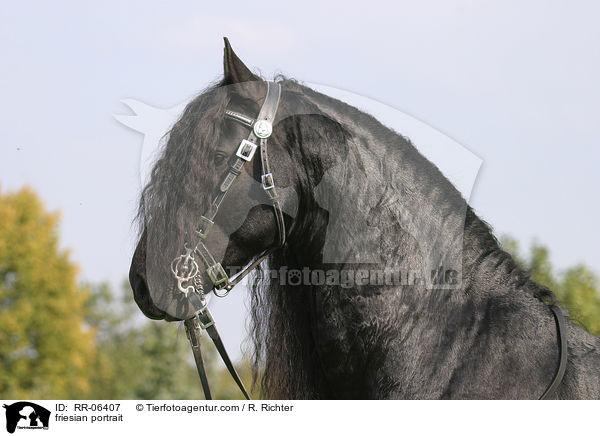 Friese im Portrait / friesian portrait / RR-06407