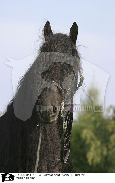 friesian portrait / RR-06411