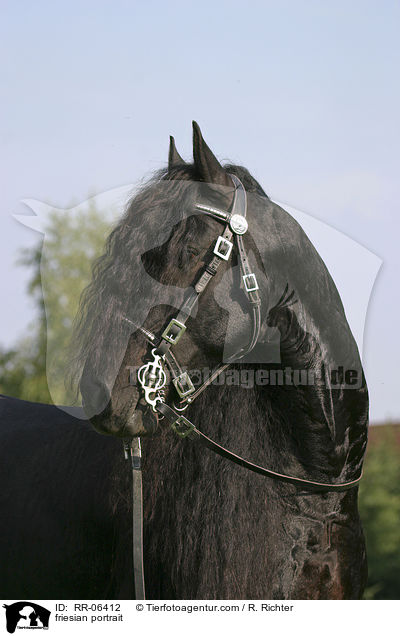 Friese im Portrait / friesian portrait / RR-06412