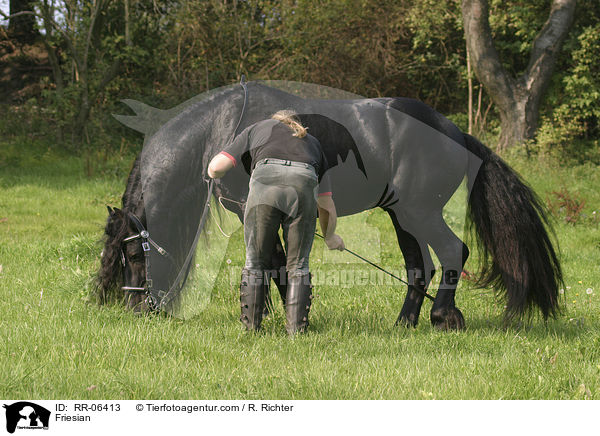 Friese bein hinlegen / Friesian / RR-06413