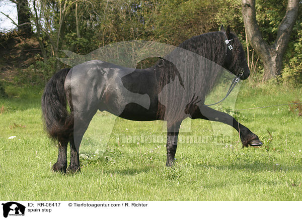 Friese im spanischen Schritt / spain step / RR-06417