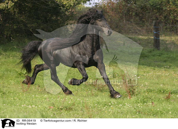 trabender friese / trotting friesian / RR-06419