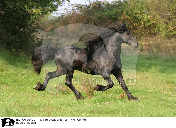 trabender friese / trotting friesian / RR-06420