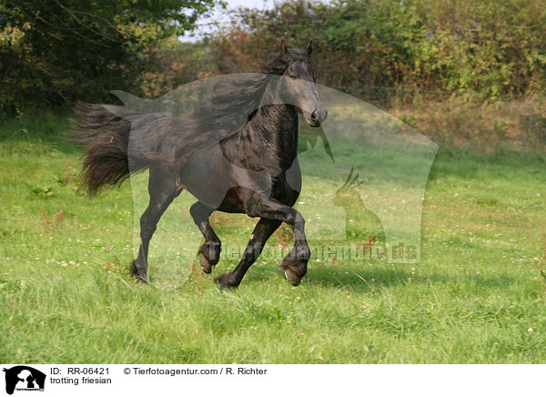 trabender friese / trotting friesian / RR-06421