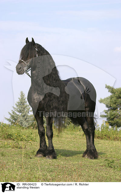 stehender Friese / standing friesian / RR-06423