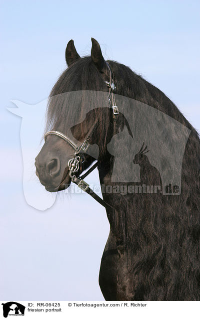 Friese im Portrait / friesian portrait / RR-06425