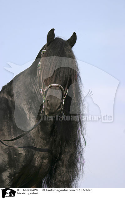 Friese im Portrait / friesian portrait / RR-06426